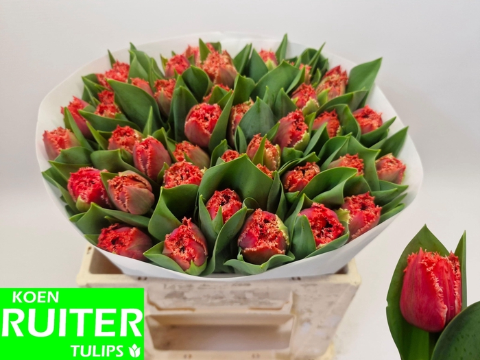 <h4>TU FR BENDIGO</h4>