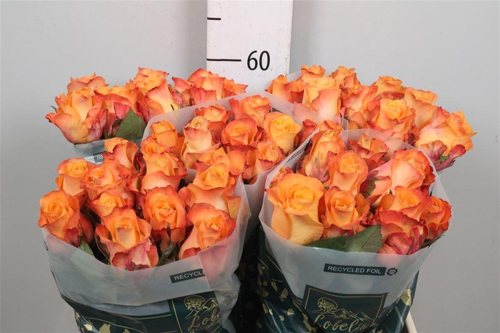 <h4>R Gr Monalisa+</h4>