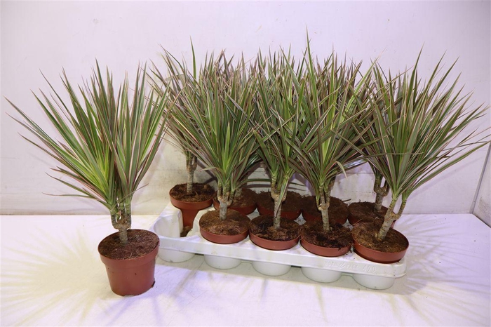 <h4>Dra Marg Bicolor</h4>