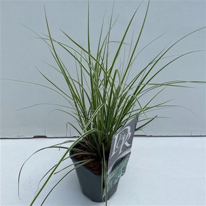 Carex 'Everest'