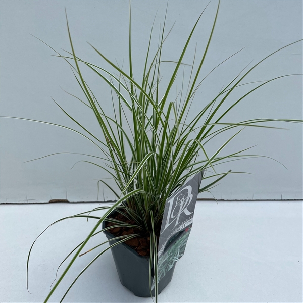 <h4>Carex 'Everest'</h4>