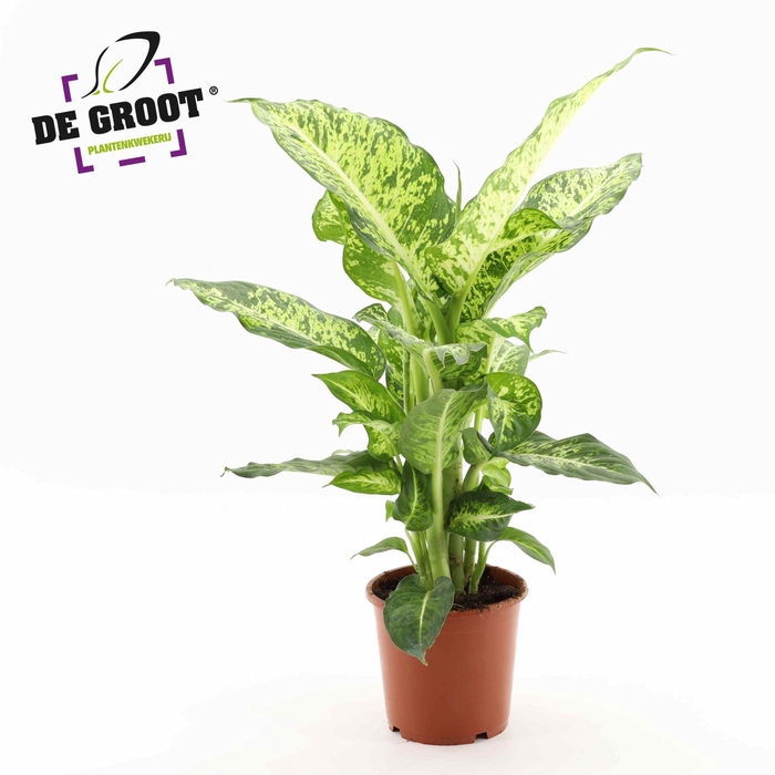 <h4>Dieffenbachia Mars</h4>