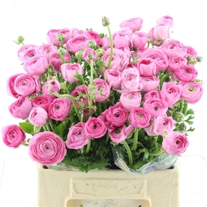 Ran Su Confetto Parodi