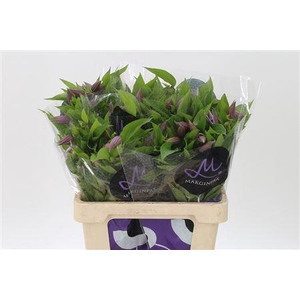 Clematis Amazing London Lavender