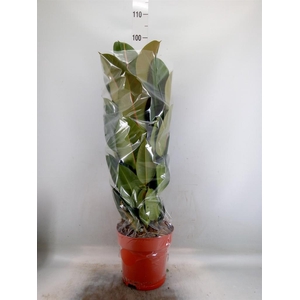 Ficus elastica 'Robusta'