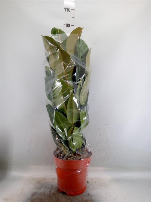 <h4>Ficus elastica 'Robusta'</h4>