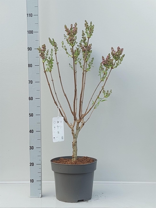 <h4>Syringa vulg.</h4>