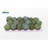 Echeveria Green Mix (6 Spcs.)