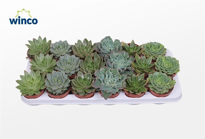 Echeveria Green Mix (6 Spcs.)