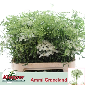 AMMI MAJUS GRACELAND