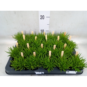 Senecio archeri 'Himalaya'
