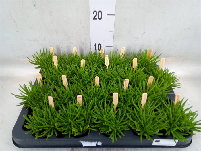 <h4>Senecio archeri 'Himalaya'</h4>