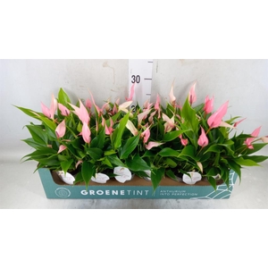 Anthurium andr. 'Lilli'