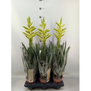 Tillandsia oerstediana