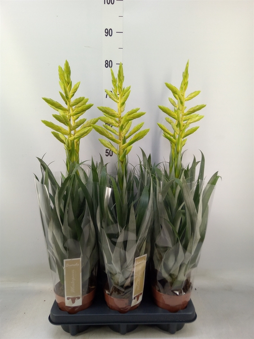 <h4>Tillandsia oerstediana</h4>