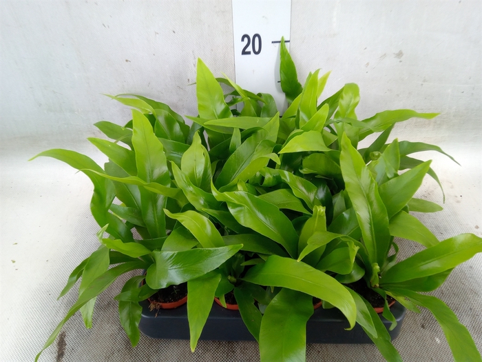 <h4>Asplenium antiquum</h4>
