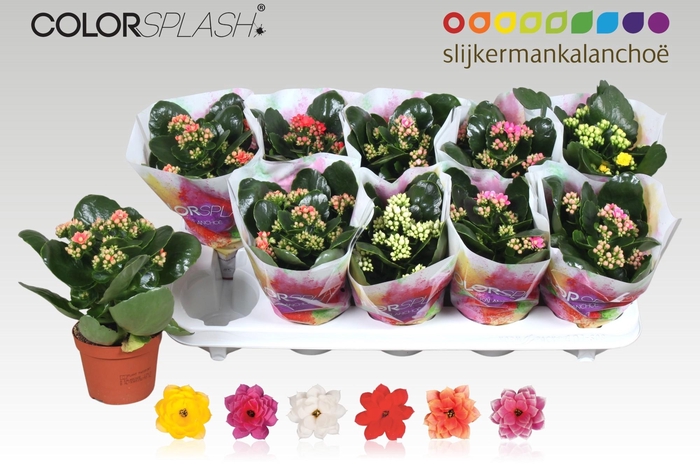 <h4>KAL GE GEM 6 KL</h4>