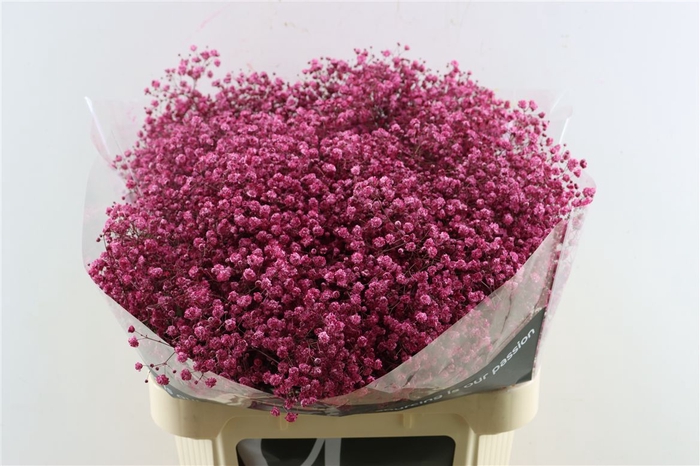 <h4>Gyps Grof Cherry (dip)</h4>