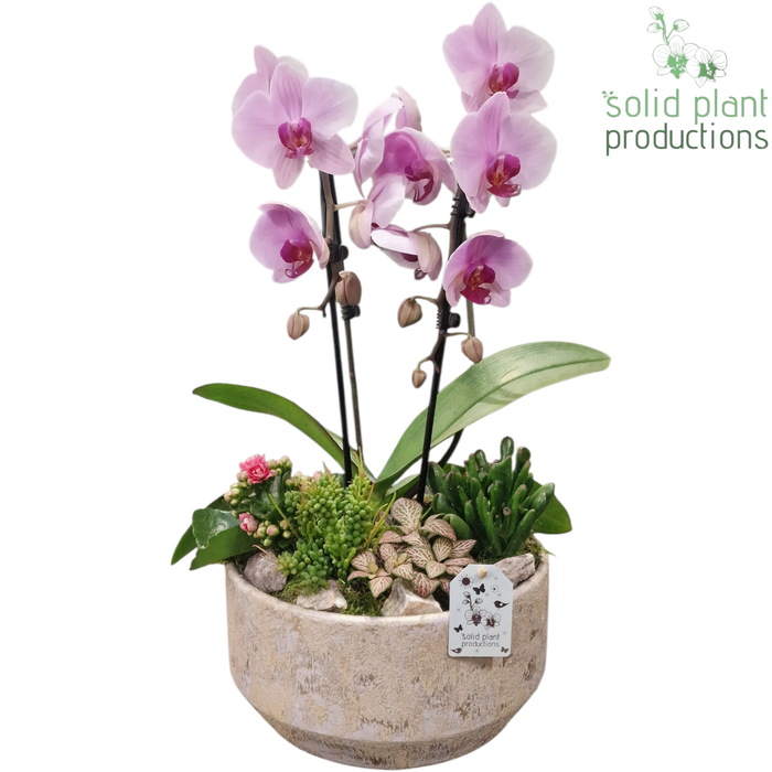 <h4>PH240 Maria Gold Bowl Pink Phalaenopsis</h4>