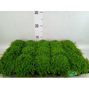 Soleirolia soleirolii   ...green