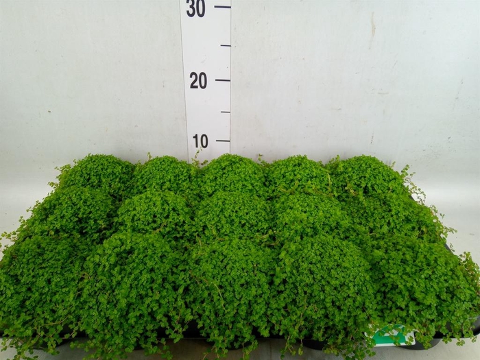 <h4>Soleirolia soleirolii   ...green</h4>