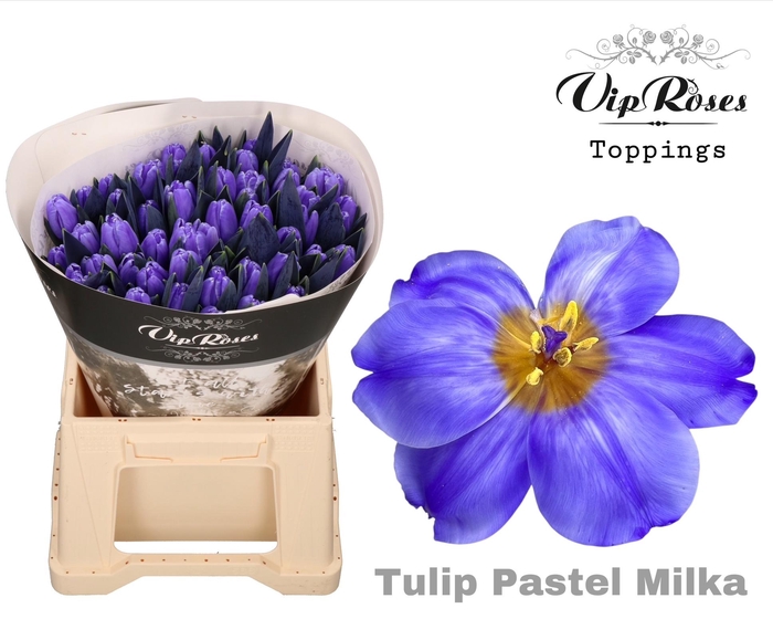 <h4>TU EN OV KLB H%</h4>