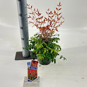 Nandina domestica 'Gulfstream'