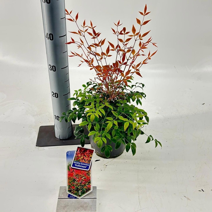 <h4>Nandina domestica 'Gulfstream'</h4>