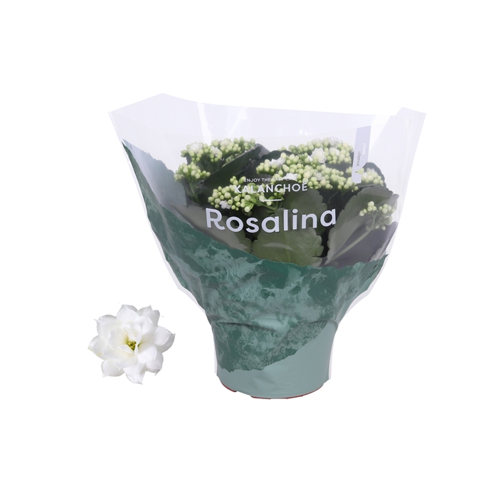 <h4>Kalanchoe Rosalina 15cm Don Dione wit</h4>