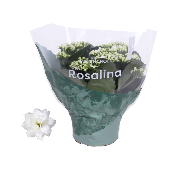 Kalanchoe Rosalina 15cm Don Dione wit