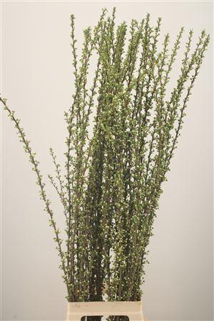<h4>Prunus Gland White</h4>