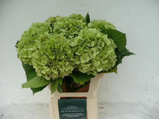 <h4>HYDR M OLD DUTCH CL</h4>