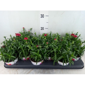 Dianthus  'Oscar Red'