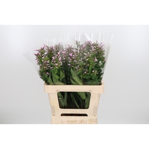 Phlox P Sweet Lexy