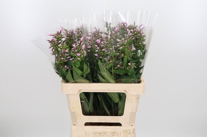 <h4>Phlox P Sweet Lexy</h4>