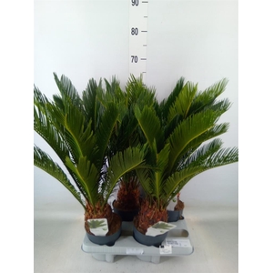 Cycas revoluta