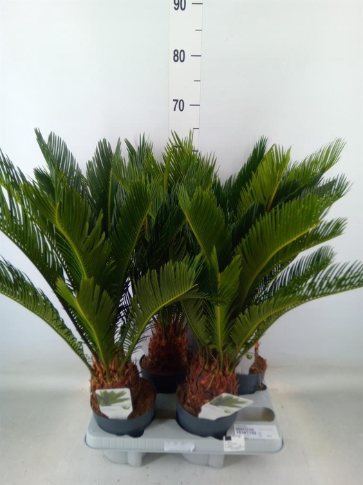 <h4>Cycas revoluta</h4>