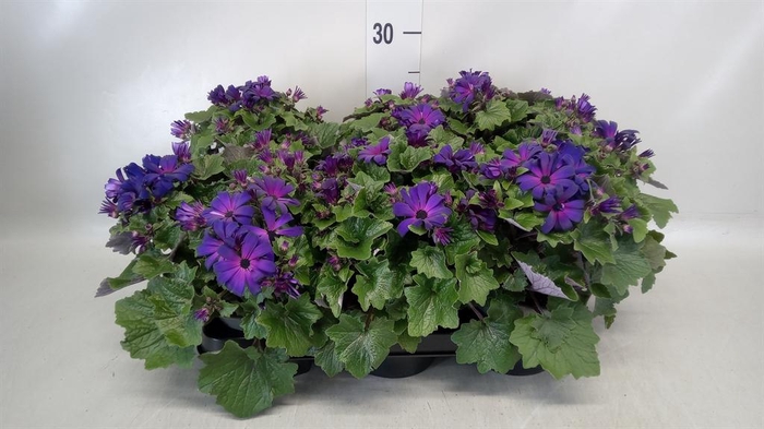 <h4>Senecio ...</h4>