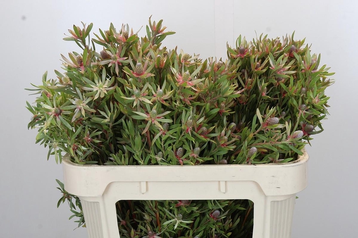 <h4>Leucadendron Ayoba Star Pearl</h4>