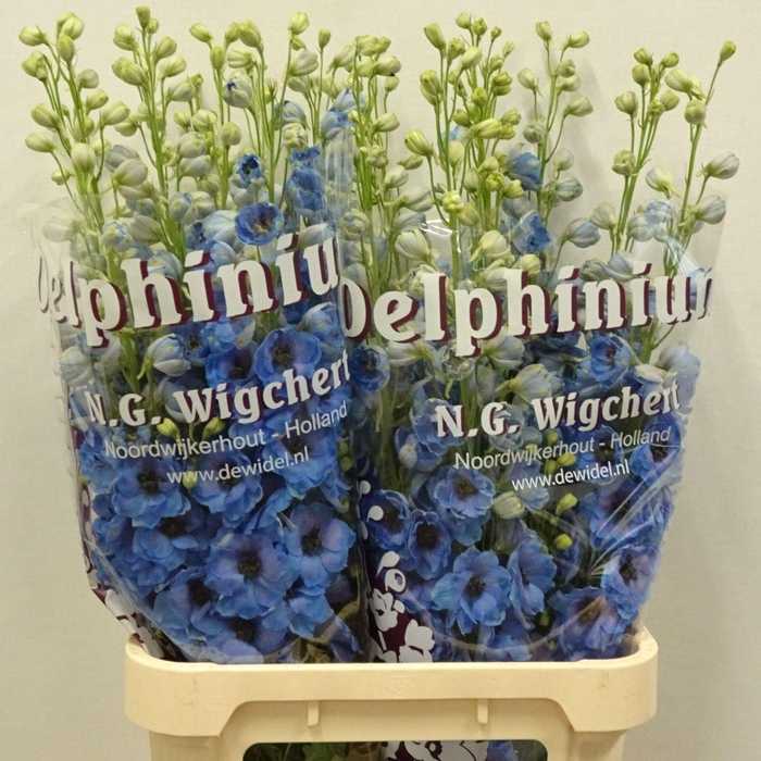 <h4>DELPH DU DEW BLU SMI</h4>