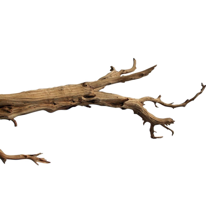 <h4>Branch Ghostwood H240</h4>