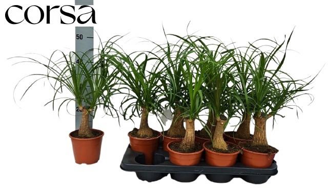 <h4>BEAUCARNEA RECUR</h4>