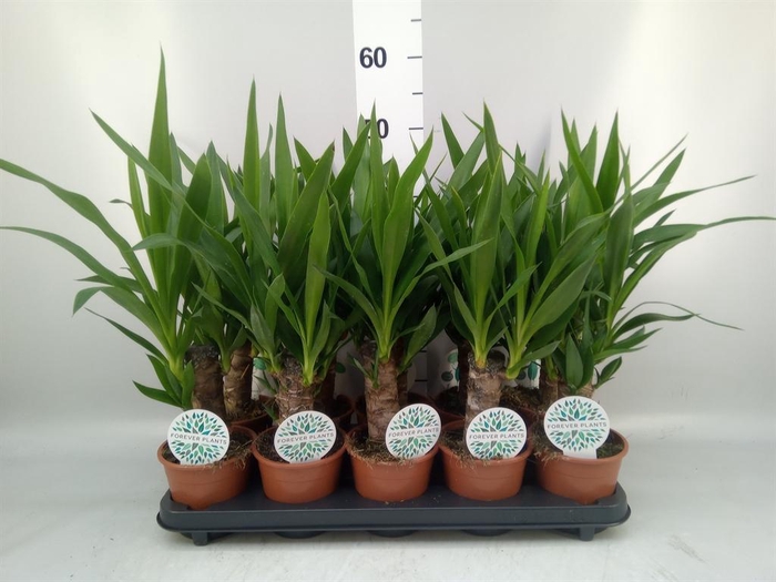 <h4>Yucca ...</h4>