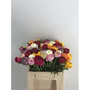 Ran Eleg Mix Sup Bot