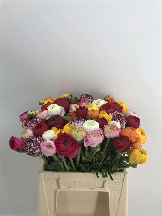 <h4>Ran Eleg Mix Sup Bot</h4>