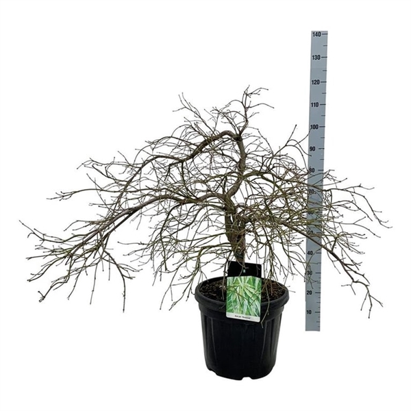 <h4>Acer pal. 'Dissectum'</h4>