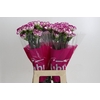 Dianthus St Kino