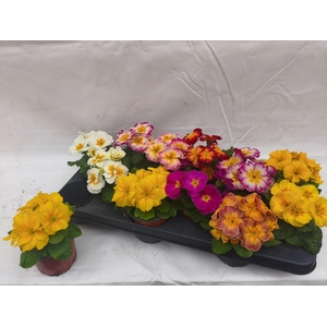 PRIM ACAULIS GEMENGD