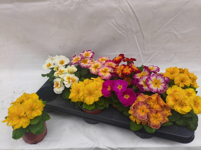 <h4>PRIM ACAULIS GEMENGD</h4>