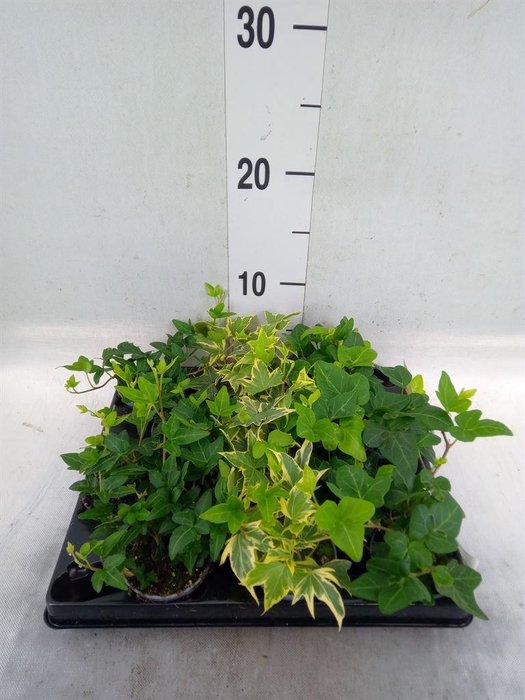 <h4>Hedera helix</h4>